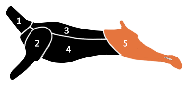 Keule Hirsch Gerngroß