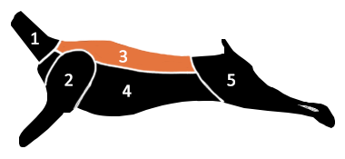 Rücken Hirsch Gerngroß